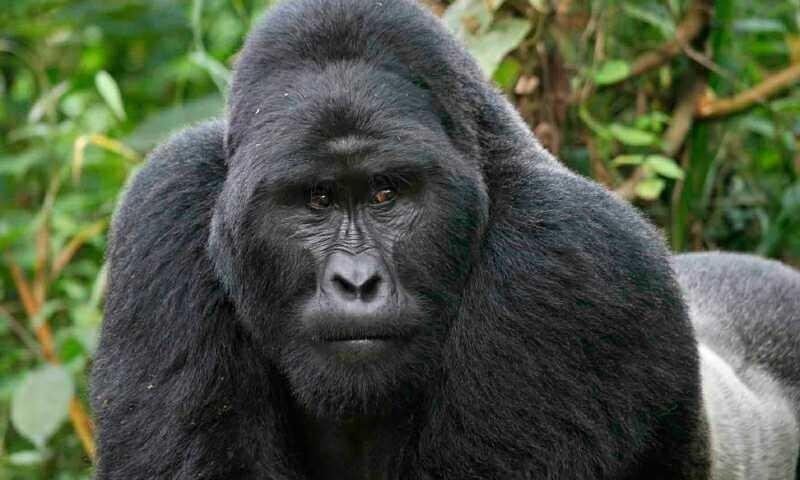 quia-amet-quia-est-occaecati-quis