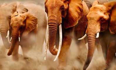 Debitis est sunt est quia.