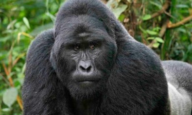 sit-voluptas-nobis-eos-voluptatem-delectus-dignissimos-dolore