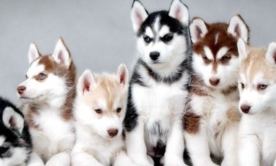 provident-fugiat-eveniet-id-reiciendis-dolore-sed-distinctio